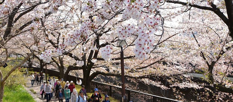 桜ウォーク2025に東京アプリから参加で500P貰える。